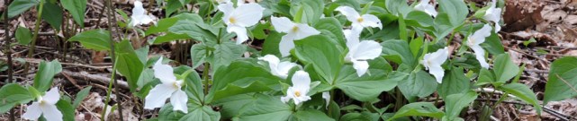 trillium