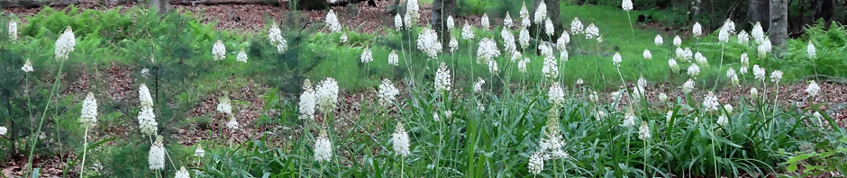 Fly poison (Amianthium muscitoxicum)
