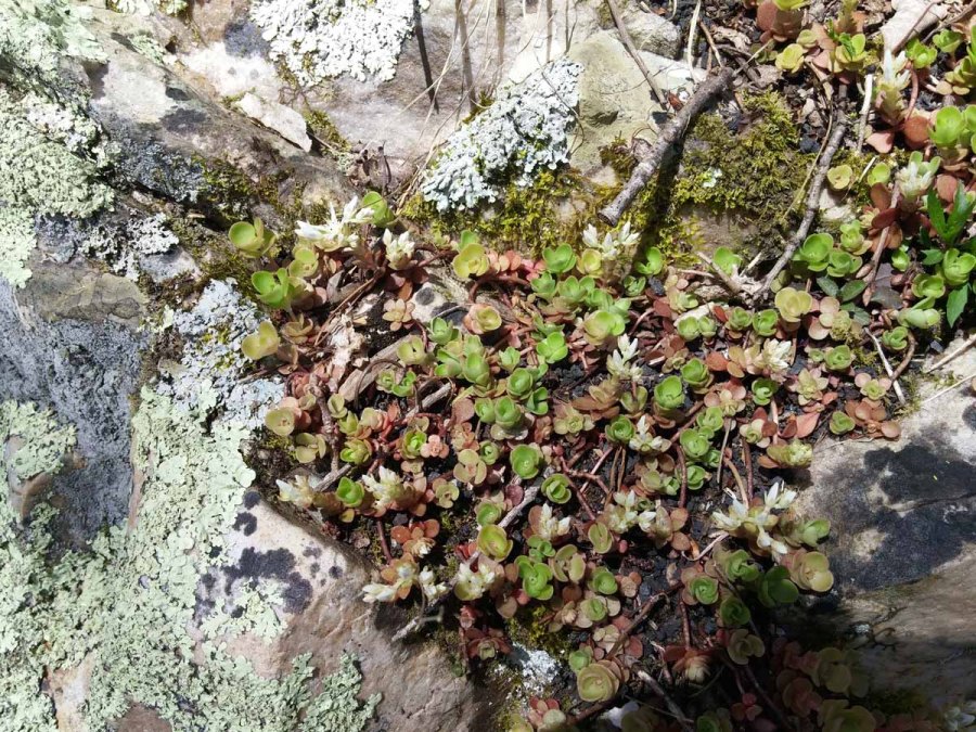 Doe River Gorge - Ken Borgfeldt