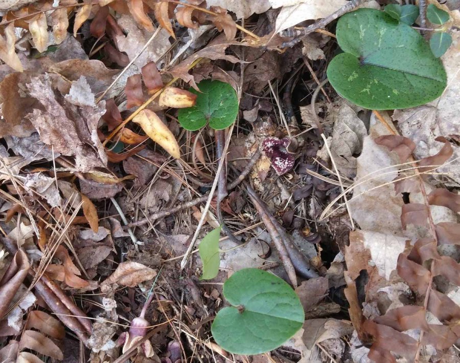 Doe River Gorge - Ken Borgfeldt