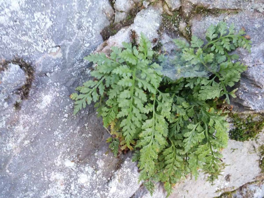 Doe River Gorge - Ken Borgfeldt