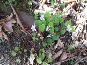 Doe River Gorge - Ken Borgfeldt