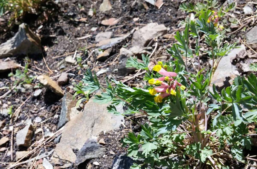 Doe River Gorge - Ken Borgfeldt
