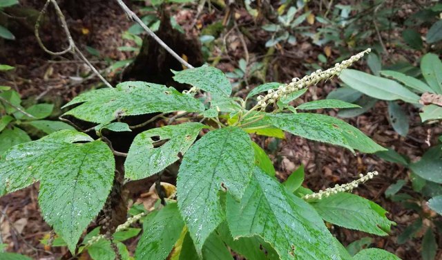 Mountain Sweet Pepperbush (Clethra acuminata)