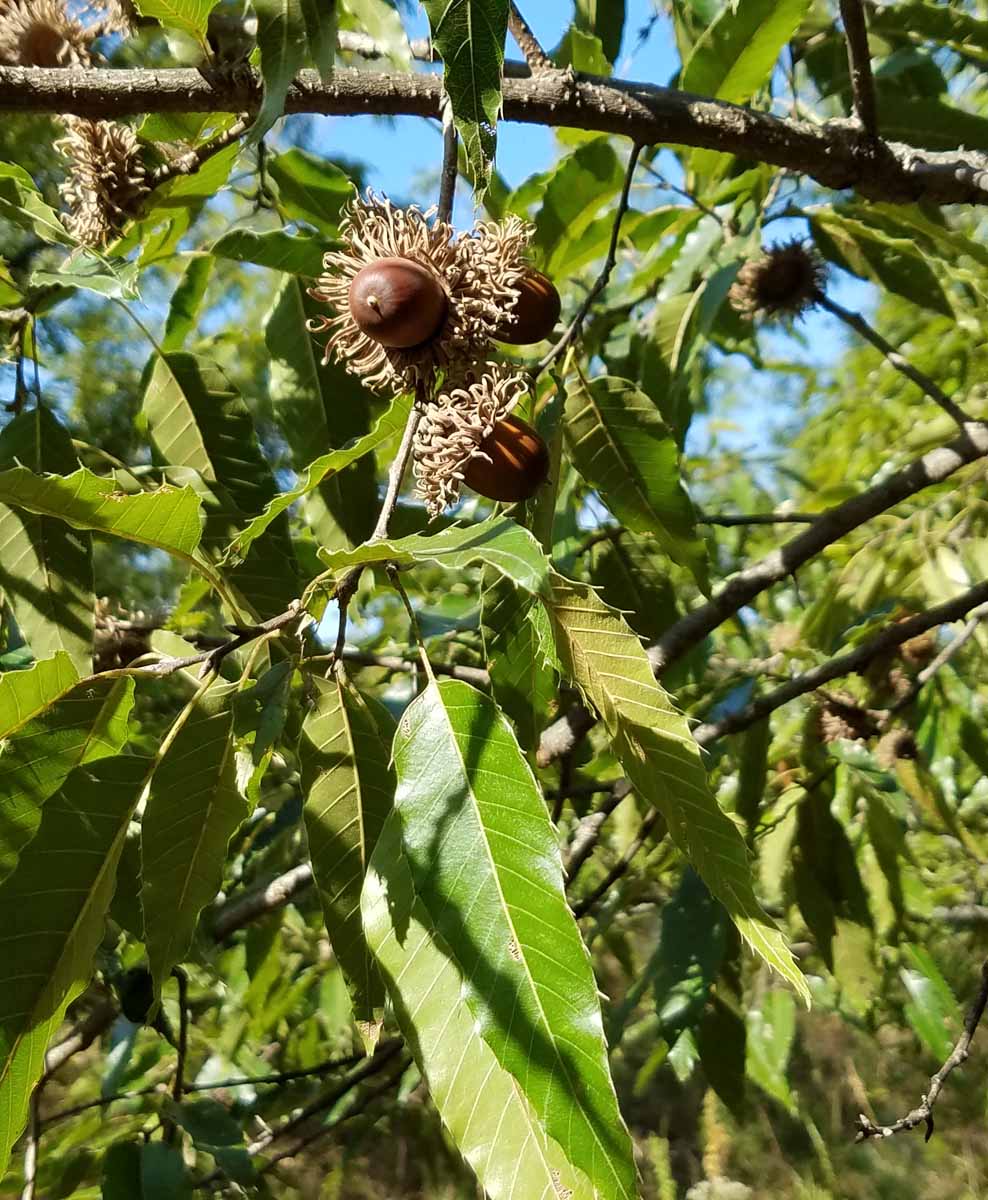 thumbnail interactive-video image 1 of 19 Sawtooth Oak Seeds (Quercus Acutissima) – Harvested 10/2022 From 55+ Year Old Mother Tree 1 of 2