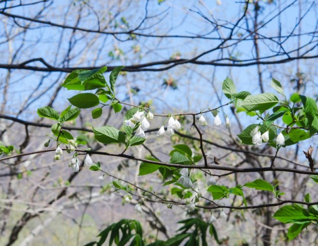 Silverbell (Halesia tetrapter)
