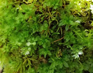 Male Plant on Horn Calcareous Moss (Mnium hornum)