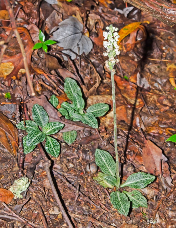 Rattlesnake Plantain (Goodyera pubsecens)