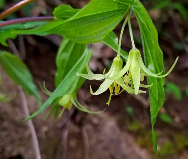 Yellow Mandarin (Prosartes lanuginosa)