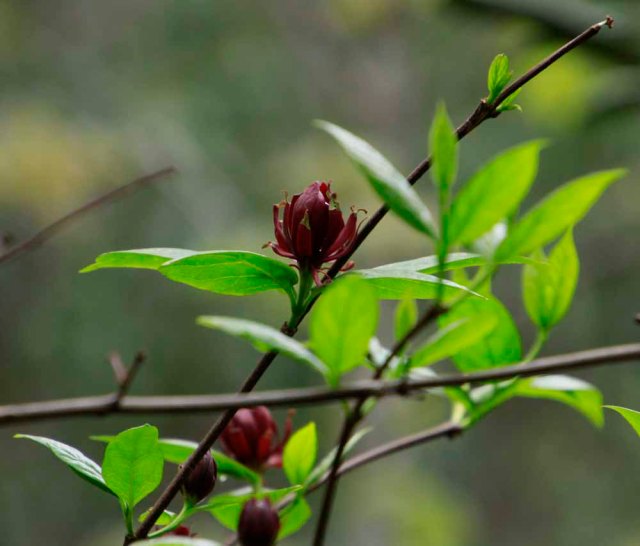 Sweet Shrub (Calycanthus floridus)