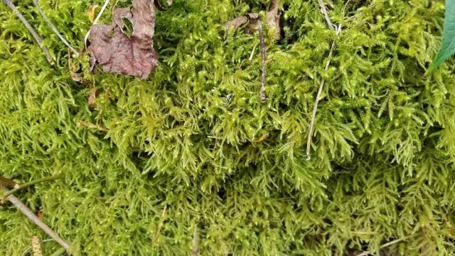 Square Goose Neck Moss (Rhytidiadelphus squarrosus)