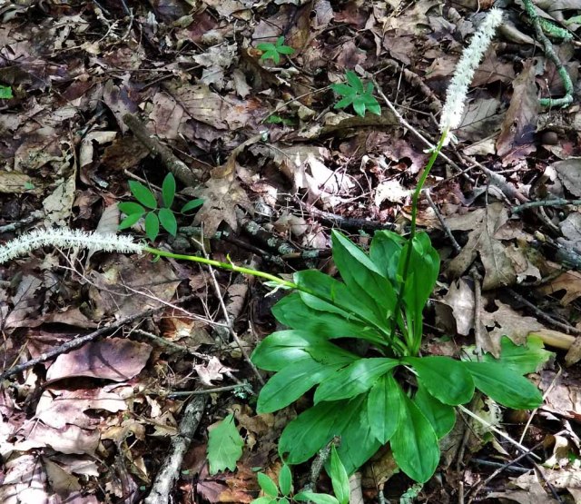 Male Fairy Wand (Chamaelirium luteum)