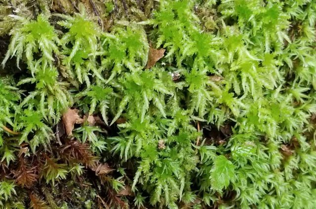 a Sphagnum Moss (Sphagnum sp.)