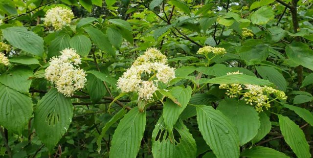 Alternate-leaved Dogwood (Cornus alternifolia)
