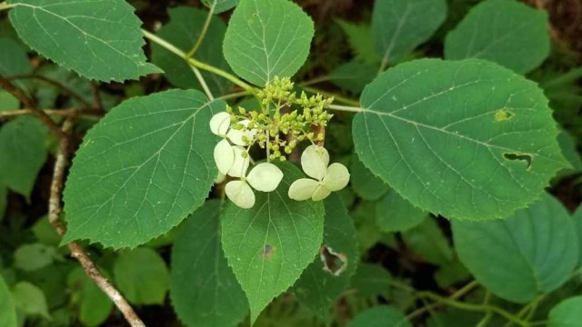 Snowy Hydrangea (Hydrangea radiata)