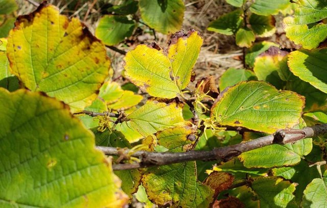 Witch Hazel (Hamamelis virginiana) Blooms