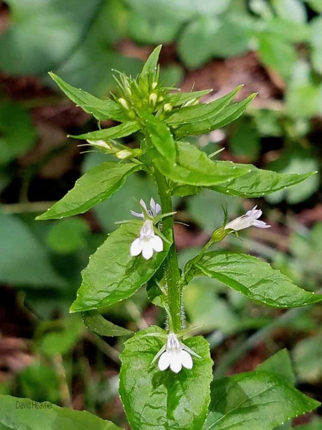 indian tobacco lobelia inflata Indian Tobacco (Lobelia inflata)