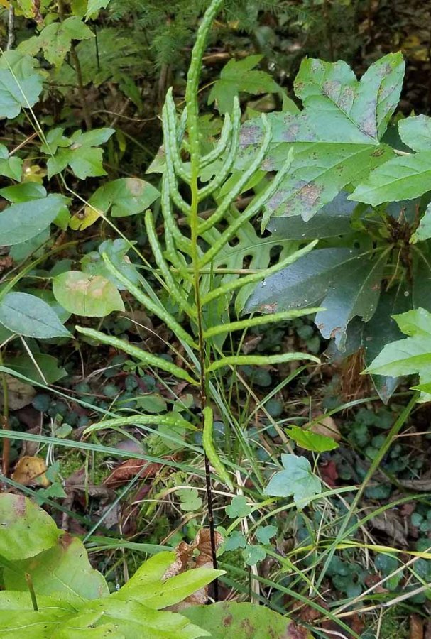 Netted Chain Fern (Woodwardia areolata) Fertile Frond