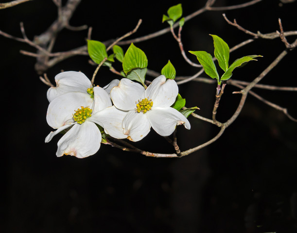 Flowering Dogwood (Cornus florida)