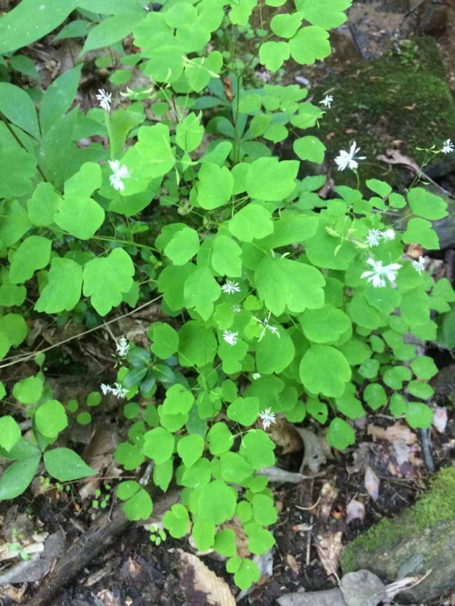 Mountain Meadow Rue; Lady Rue (Thalictrum clavatum)