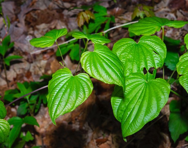 Wild Yam (Dioscorea villosa)