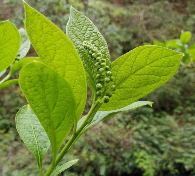 Buffalo Nut (Pyrularia pubera)