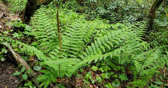 Cinnamon Fern (Osmundastrum cinnamomeum)