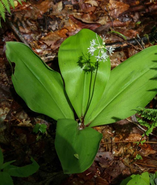 Clinton's Lily, White Clintonia (Clintonia umbellulata)