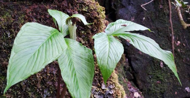 Jack-in-the-Pulpit (Arisaema triphyllum)