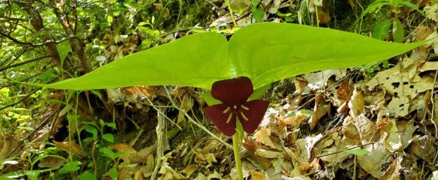 Vasey's Trillium (Trillium vaseyi)