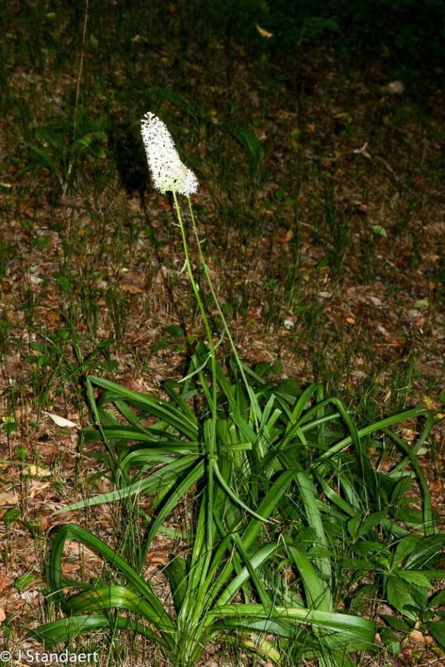 Fly Poison (Amianthium muscitoxicum)