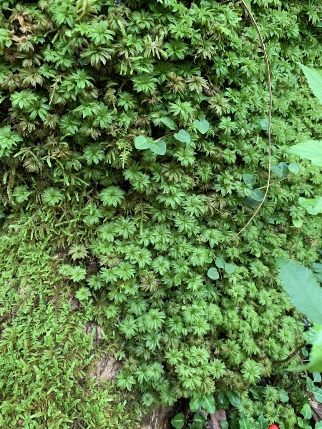 Rose Moss (Rhodobryum roseum)