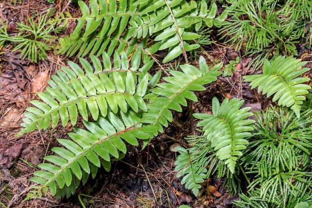 Christmas Fern (Polystichum acrostichoides)