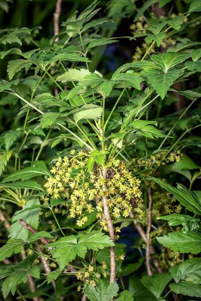 Yellowroot (Xanthorhiza simplicissima)
