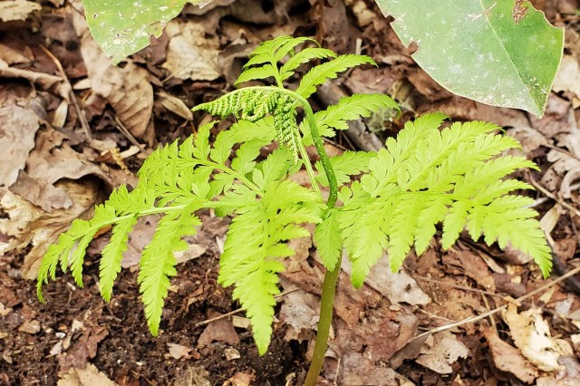 Botrychium virginianum