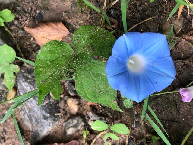 Ivy-leaved Morning Glory (Ipomoea hederacea*) [Convolvulaceae] | Western  Carolina Botanical Club