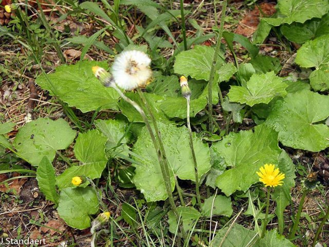 Coltsfoot: Potential Benefits, Side Effects, and Dosage