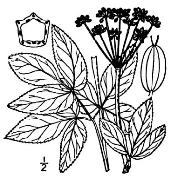 Golden Alexanders (Zizia aurea)