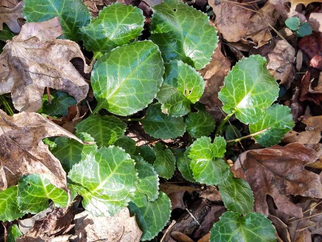 Oconee Bells; Shortia (Shortia galacifolia var. galacifolia)