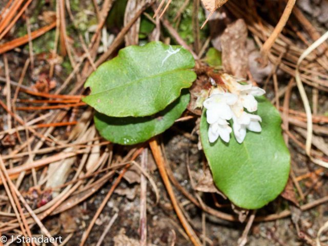 Trailing Arbutus (Epigaea repens)