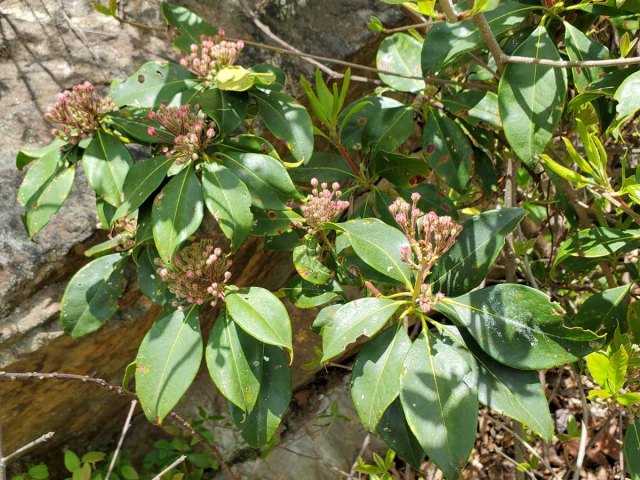 Mountain Laurel; Ivy (Kalmia latifolia)