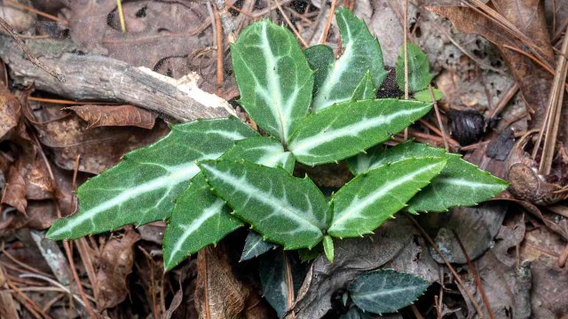 Spotted Wintergreen (Chimaphila maculata)