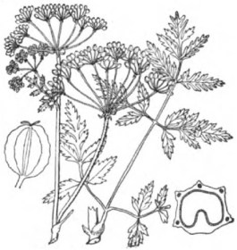 Poison Hemlock (Conium maculata)