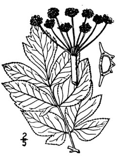 Purple Angelica (Angelica atropurpurea)