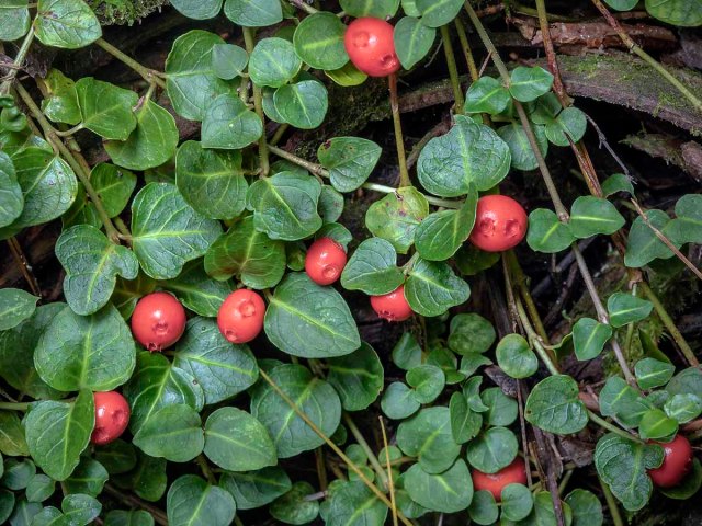 Partridge Berry (Mitchella repens)