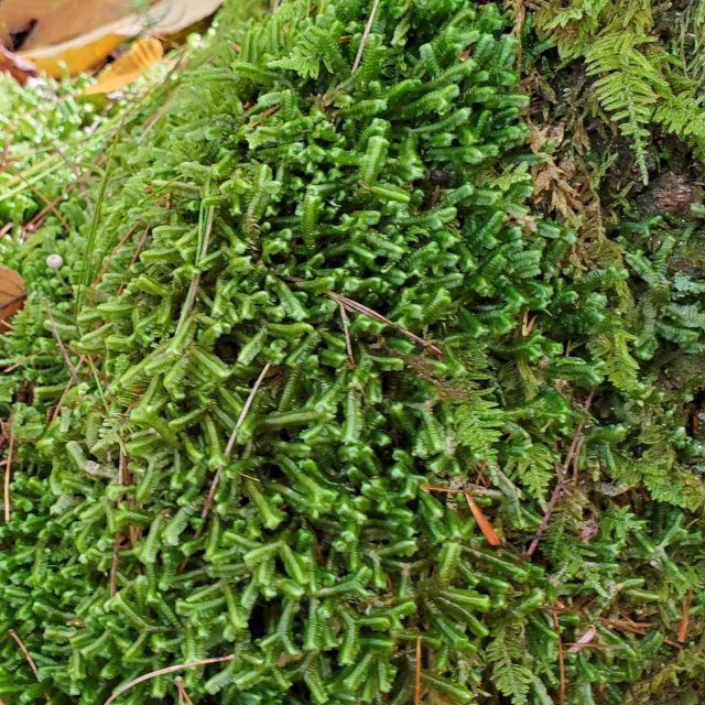 a Bazzania Liverwort (Bazzania sp.)