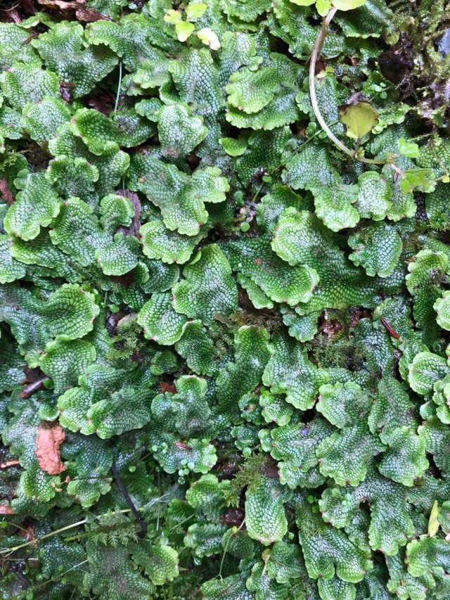 Skin Liverwort, Cat's Tongue Liverwort, Snakeskin Liverwort (Conocephalum conicum)
