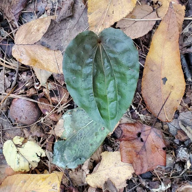Cranefly Orchid (Tipularia discolor)