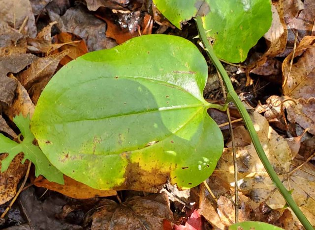 Greenbrier; Catbrier (Smilax rotundifolia)