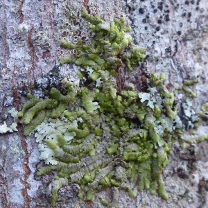 a Cheilolejeunea (Ex: Leucolejeunea)